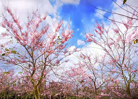 油菜花大顺农庄-樱花节