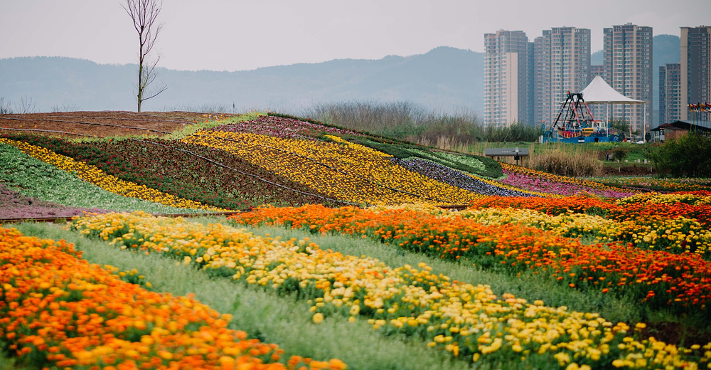 蔚然花海成人票