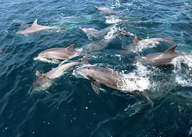熊本天草观赏海豚