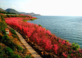 抚仙湖世家樱花园