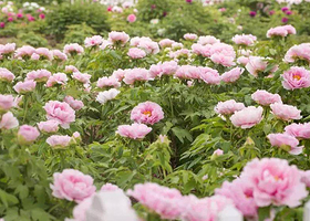 瑶湖牡丹花卉节