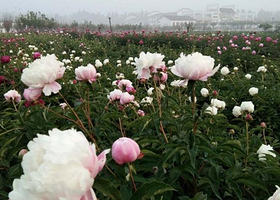 京南牡丹园