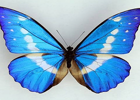 武汉昆虫萌宠主题馆