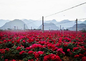 普者黑玫瑰庄园