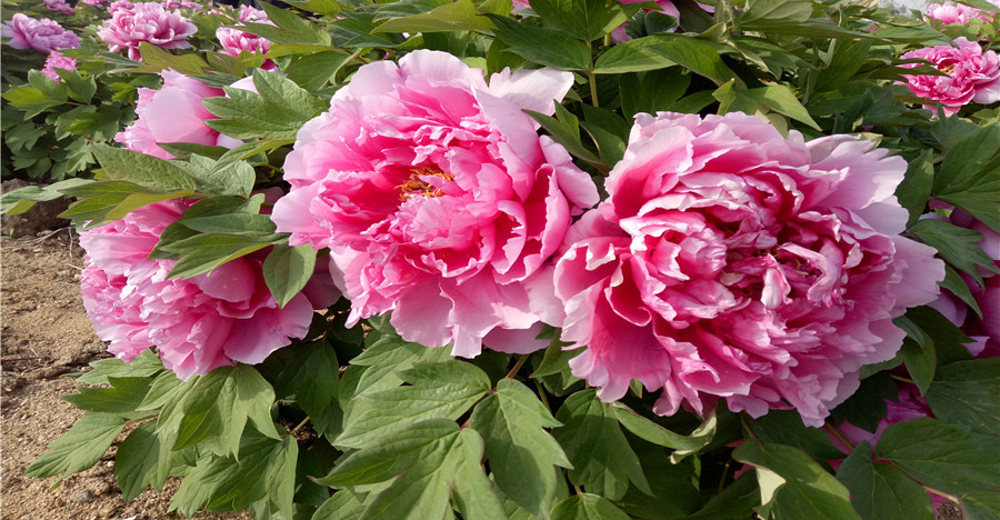 金州华家牡丹园门票