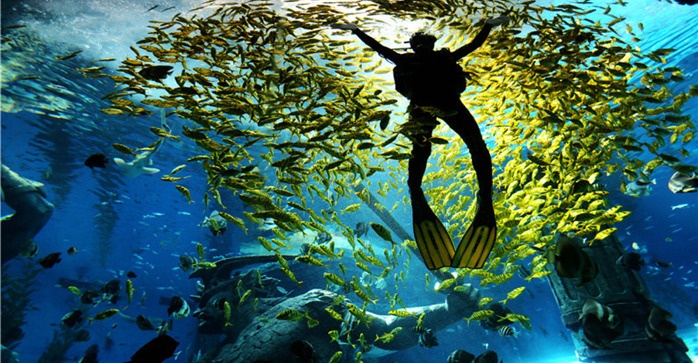 哈尔滨波塞冬【海底世界】成人票 黑龙江省江山国旅 景点门票预订