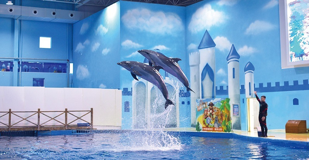 中赫海豚湾欢乐海洋剧场 缤纷海世界门票儿童票