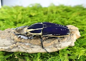 广州2019第二届生态昆虫艺术展