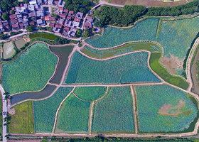 清新荷花生态园