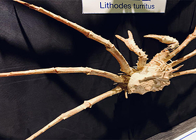 神奇的盔甲武士世界螃蟹馆