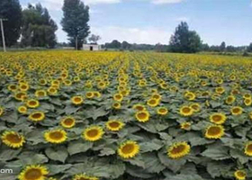 康平西关农业主题公园