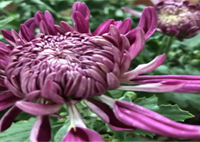 泾河菊文化嘉年华