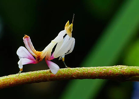 梦幻精灵沉浸式科普体验馆