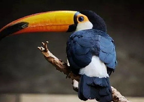 杭州大悦城未来动物城