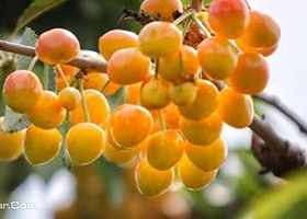 汪洋台大樱桃采摘园