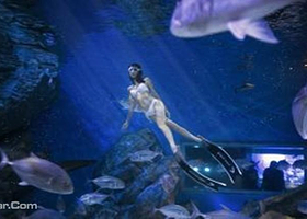 成都海昌极地海洋公园潜水体验