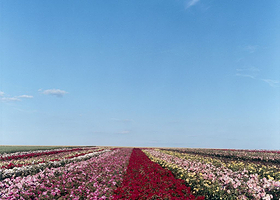 宿迁洋河玫瑰小镇