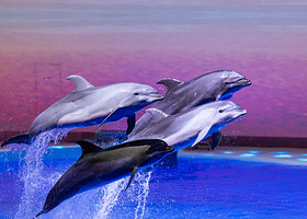 海豚剧场《海豚奇缘》