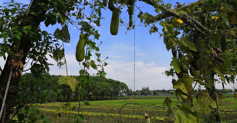 小灶村体验农场门票成人票