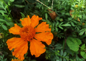 玫瑰园战锤综合体验营地