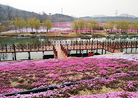 昆嵛山楚岘芝樱花海