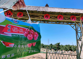 大樱桃采摘节