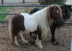 千山摩力香格里拉—国际皇家大马戏