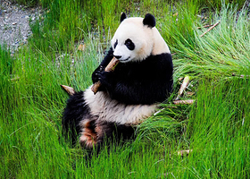 九寨沟甲勿海大熊猫保护研究园