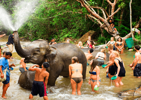 丛林大象生态保护区