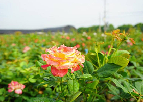 海上花岛生态度假村