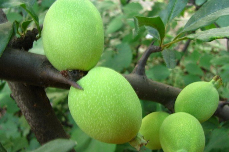 木瓜花基地旅游