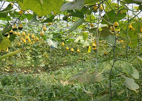 金龙门生态休闲园