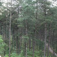 龙架山国家森林公园