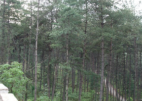 龙架山国家森林公园