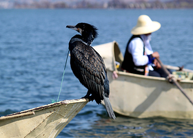 洱海鱼鹰驯化表演基地
