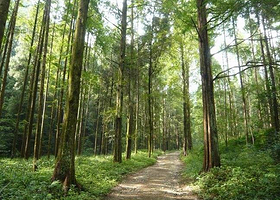 杭州绿荷塘古楠木森林公园