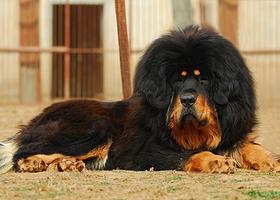 中国藏獒观赏园