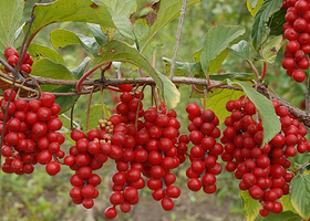 苇河林业局红豆杉景区