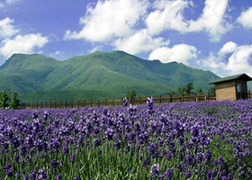 谈香山千亩花海