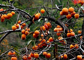 青浦四季百果园