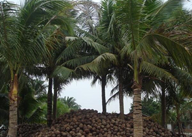 春晖椰子加工观光基地