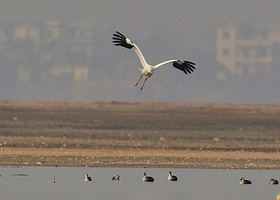 鄱阳湖候鸟保护区
