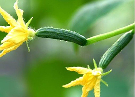 北京东庄亚亚种植园