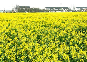 庄行乡村旅游景区