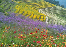 花海梯田