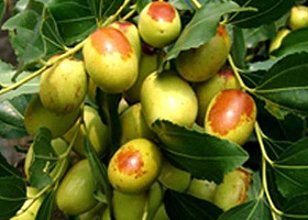 乐陵市五十万亩枣林游览区