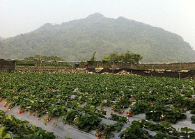 大湖春香草莓农场