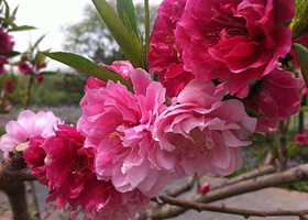 东坝千亩高效观光园