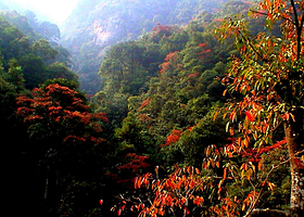 乳源红豆杉森林公园