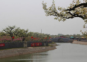 砀山梨树王景区